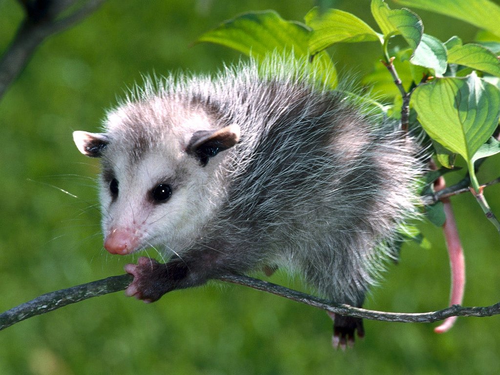 Baby Virginia Opossum